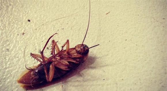 gián, con gián, diệt gián