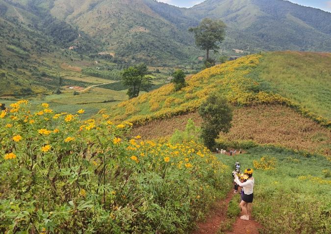 Ngất ngây với triệu đóa dã quỳ trên đỉnh Chư Đăng Ya