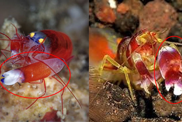 Bí ẩn loài động vật duy nhất sở hữu ‘súng’, ồn ào số 1 thế giới, động cơ phản lực còn 'xin thua'