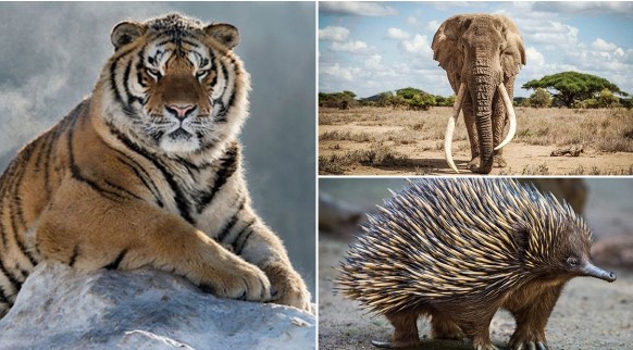 8 loài động vật có thể ‘hạ gục’ hổ trong phút mốt, 1 loài ở Việt Nam được người dân thuần dưỡng
