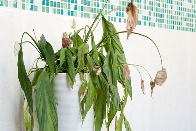 Các cụ dặn: Để 5 cây trong nhà, chủ nhà mạt kiếp nghèo hèn, không muốn rước vận xui thì nên loại bỏ