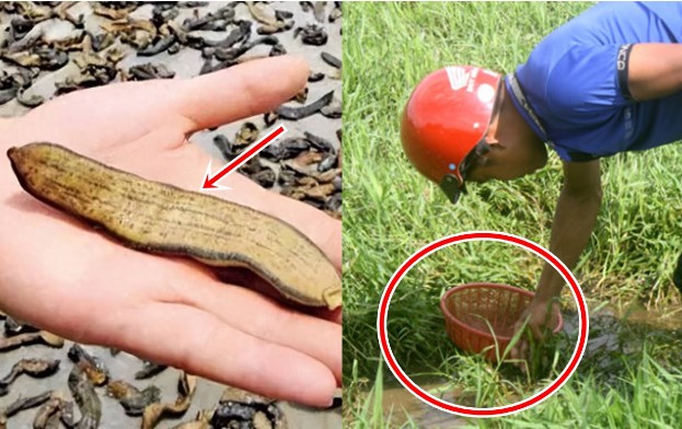 Loại động vật ở Trung Quốc xem là 'vàng mềm' giá 3 triệu/kg: Hiếm ai dám nuôi lại có nhiều ở đồng ruộng Việt Nam