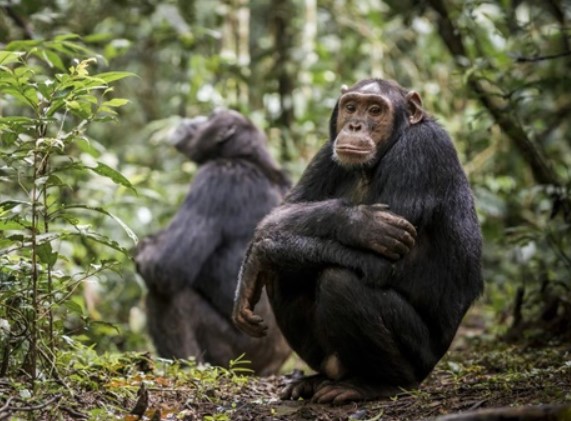 Bằng chứng tinh tinh trải qua thời kì mãn kinh giống con người, làm sáng tỏ sự tiến hóa của dấu hiệu hiếm gặp này
