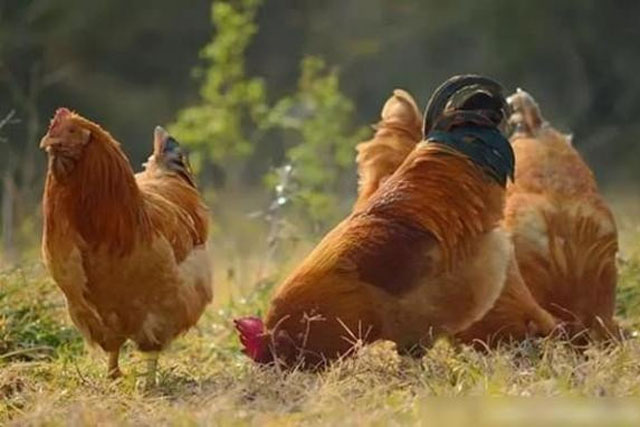 Người tuổi Dậu sinh năm nào sẽ gặp may mắn, được quý nhân phù trợ, có tài vận tốt?