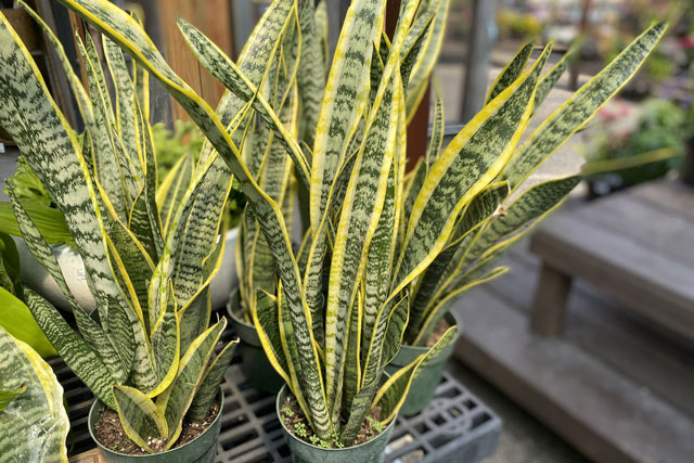 Tuổi này đại kỵ với cây lưỡi hổ: Trồng 1 cây cũng đủ tổn phúc, tiền của không cánh mà bay