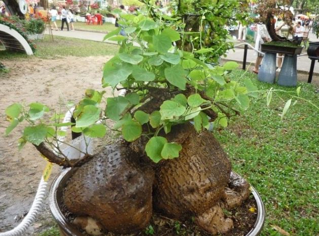 Top 10 loại cây thuốc quý ở Việt Nam có giá trị kinh tế cao