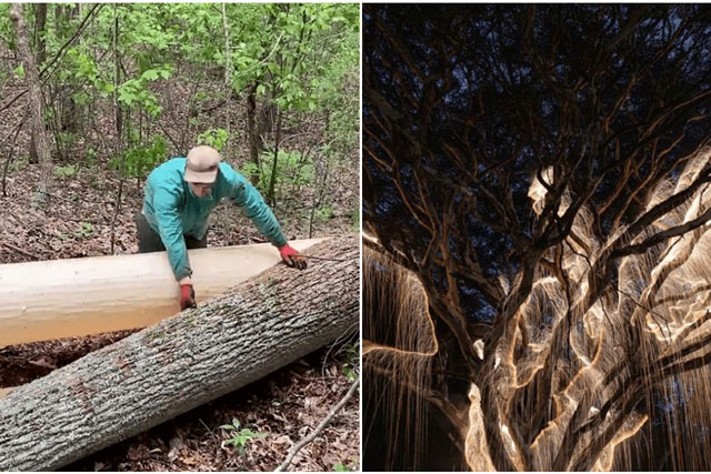 Cây dương cao hơn 10 mét, sau khi bóc vỏ thì phát sáng như điện, cả dân làng hoảng sợ tìm nguyên nhân