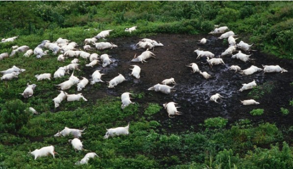 Thảm họa lặng thầm từng khiến 1.700 người, 3.500 gia súc tử vong chỉ sau 1 giờ, danh tính "sát nhân vô hình" gây sửng sốt