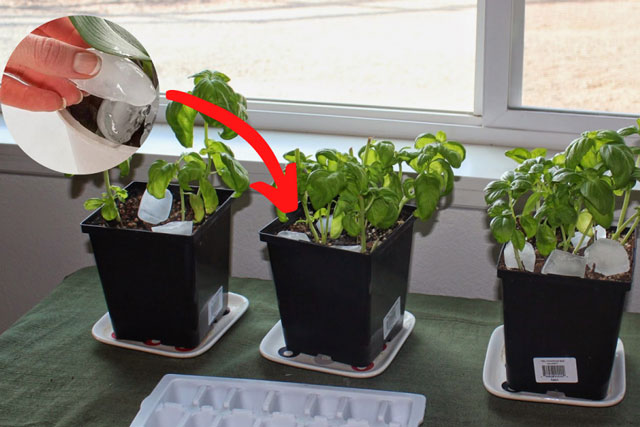 Thả mấy viên đá lạnh xuống chậu hoa, chồng bảo 'vợ hâm', hóa ra có nhiều tác dụng quý