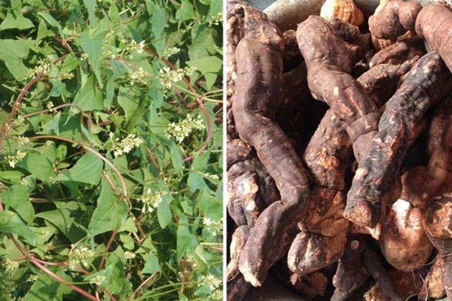 Việt Nam có loại dược liệu quý giá phòng chống ung thư cực mạnh, tăng cường sinh lý cho phái mạnh