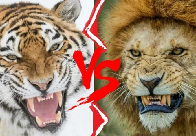 Tại sao hổ không chết đói khi về già nhưng sư tử thì có?
