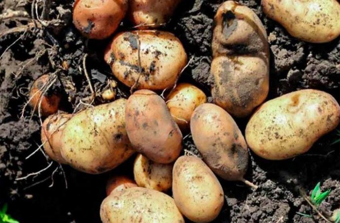 Loại củ rẻ tiền nhưng rất giàu vitamin C, kali gấp 3 lần chuối