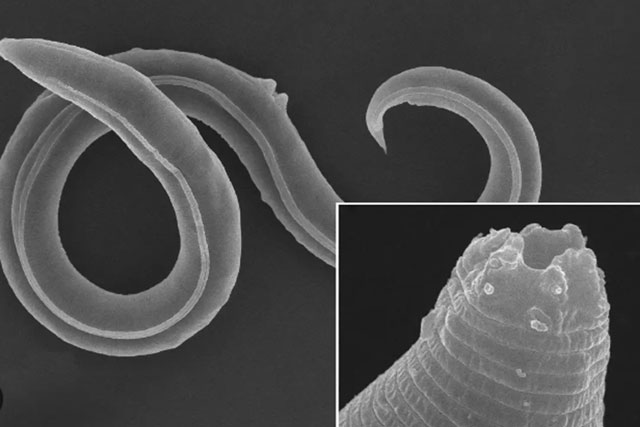 Phát hiện giun cổ đại hồi sinh sau 46.000 năm đóng băng trong lớp băng vĩnh cửu