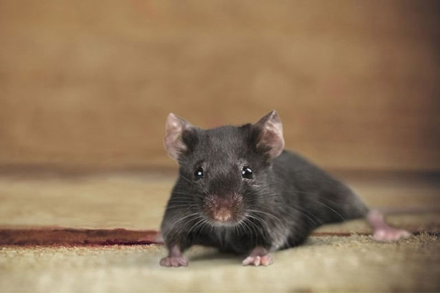 Mẹo nhỏ đuổi chuột ra khỏi nhà