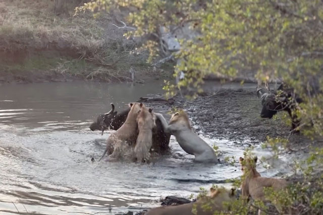CLIP: Đàn sư tử chật vật hạ sát ‘quái thú khổng lồ’ dưới hồ nước sắp cạn