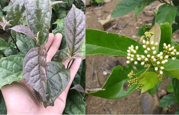 Loại cây là vị thuốc ‘quý như vàng’: Mọc dại khắp nơi, có khả năng khống chế tế bào ung thư