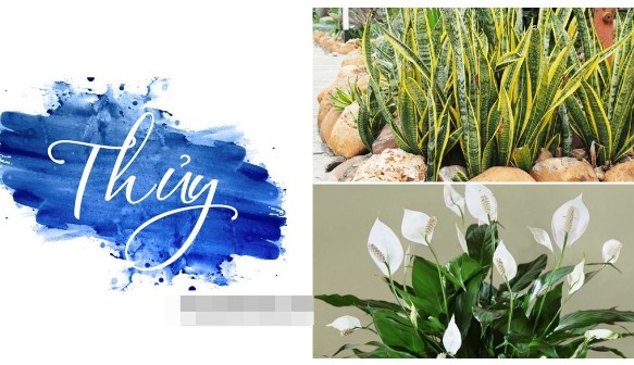 Mệnh Thủy nên trồng cây gì để hút tài lộc, may mắn ? Top 5 cây hợp mệnh Thủy không thể bỏ qua