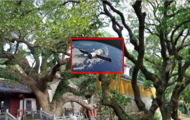 Loại cây từng chỉ còn duy nhất 1 cá thể trên thế giới: Được canh 24/24, phóng lên vũ trụ