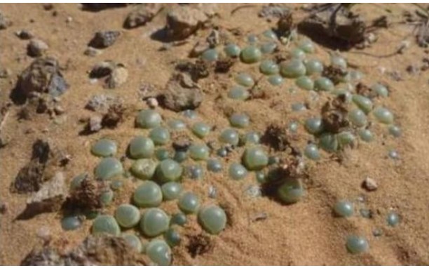 Có một điều kỳ lạ ở châu Phi, du khách nhặt ngọc bích trên mặt đất, nhưng người dân địa phương ngăn lại, lý do là gì?