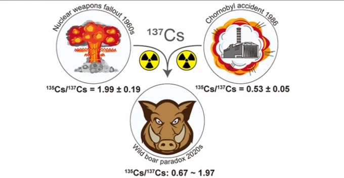 Việc loài lợn rừng có chỉ số phóng xạ cao là do loài này bị nhiễm cả phóng xạcaesium-135 và caesium-137