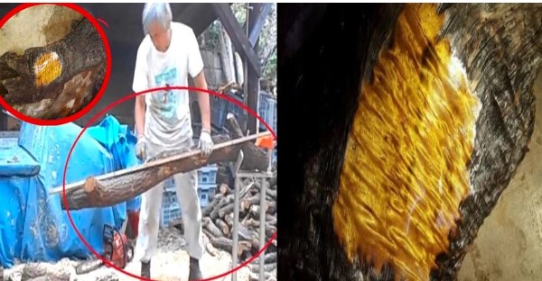 Người đàn ông ‘cắt lát’ khúc gỗ lạ để kiểm tra, bất ngờ nhận ra báu vật có giá trị hàng trăm tỷ đồng