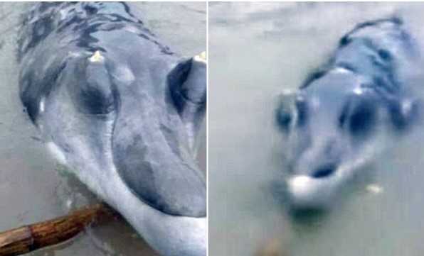 Đi câu cá, người đàn ông ‘sốc’ khi thấy ‘thủy quái’ hình thù kì dị, người dân địa phương cũng không hề biết