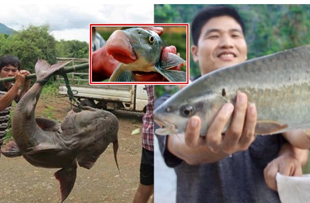 Sông Hồng sở hữu 4 loại cá quý hiếm bậc nhất, nguy cơ tuyệt chủng: Có loại cá 'tiến vua' 10 triệu/kg,