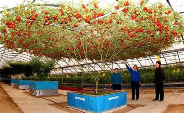 Hiện tại kỉ lục Thế giới Guinness cho trọng lượng quả thu hoạch lớn nhất trên một thân cây được lập bởi một trong số hai cây cà chua “bạch tuộc” được trưng bày ở Epcot – công viên Giải trí thuộc Walt Disney World Resort, với con số ‘khủng’ là 32,000 quả cà chua, tổng trọng lượng lên tới 522 kg.