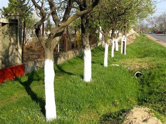 sơn màu trắng lên thân cây 0 tại sao, vì sao, Tại sao chúng ta lại sơn màu trắng lên các thân cây, sơn màu trắng lên thân cây