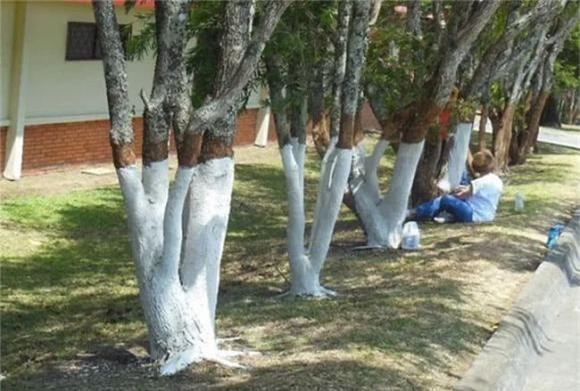 sơn màu trắng lên thân cây 1 tại sao, vì sao, Tại sao chúng ta lại sơn màu trắng lên các thân cây, sơn màu trắng lên thân cây