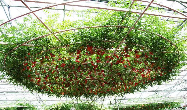 Cận cảnh giàn cà chua chục nghìn quả đỏ rực rỡ