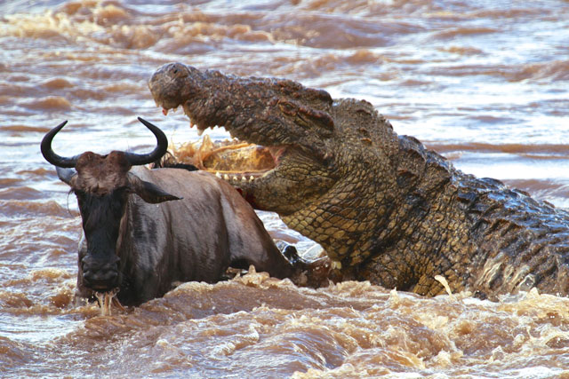 CLIP: Vượt sông sai đường, linh dương đầu bò phải trả giá bằng cả tính mạng