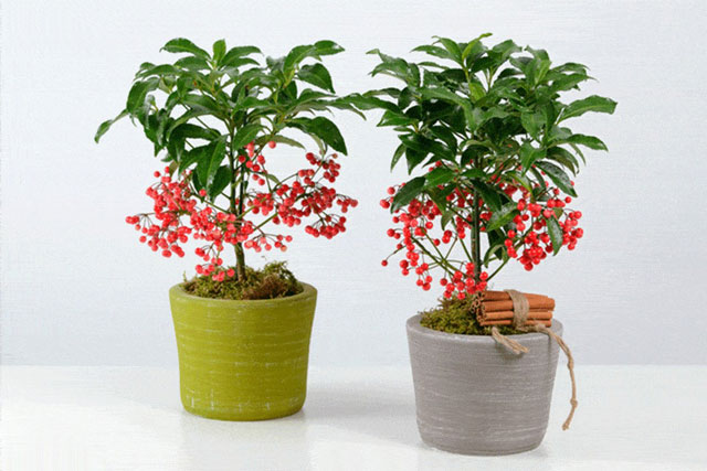 Trồng cây cảnh này như rước ''kho vàng'' vào nhà, cả năm đón tài lộc, cát tường