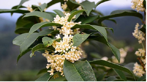 Trồng loại cây hoa tuôn như suối, thơm nức mũi, thu tiền tỷ mỗi năm