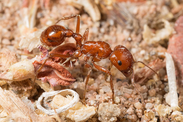 Những loài vật có khả năng 'bỏ thuốc mê' khiến con mồi không kịp trở tay