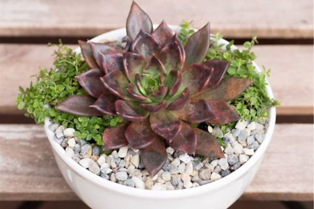 Người mệnh Thổ trồng 10 cây phong thủy này, gặp nhiều may mắn, tài lộc vượng phát