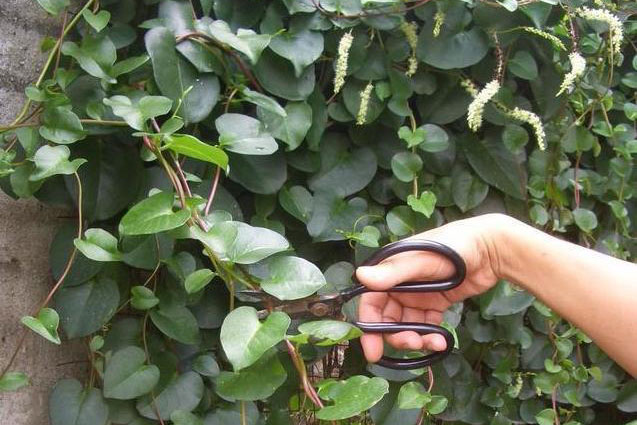 Loại thực vật xâm lấn từng bị người dân Trung Quốc cứ gặp là phá, hơn 30 năm sau thành cây 'hái ra tiền'