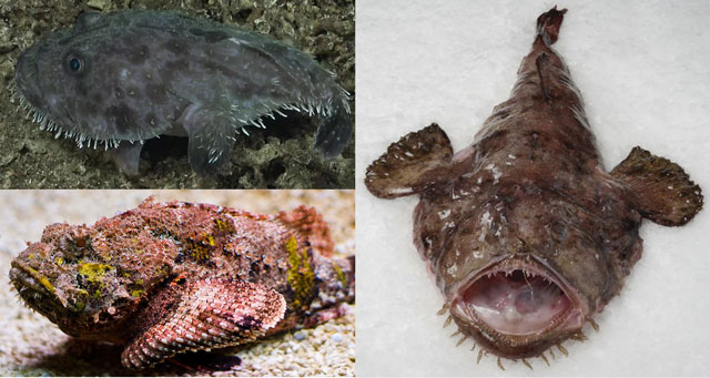 Clip: Cận cảnh ‘quái vật’ có hình thù đáng sợ đi bộ dưới đáy đại dương gây sốt với cả thế giới