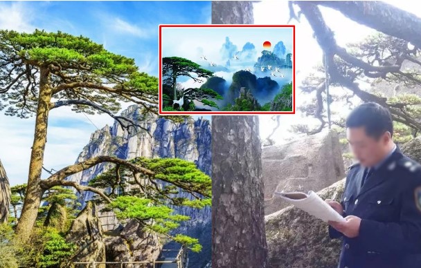 'Cây tiền' quý hiếm số 1 Trung Quốc: Có vệ sĩ riêng túc trực 24/24, 2 tiếng phải kiểm tra một lần