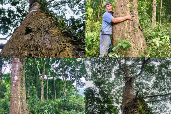 Hộ dân ở Hà Tĩnh có 300 gốc cây cổ thụ thuộc loại gỗ quý hiếm ở Việt Nam: Luôn từ chối bán dù được trả giá hàng tỷ đồng