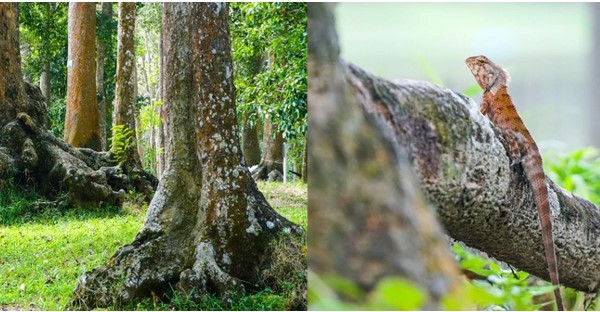 Khám phá rừng cổ thụ giữa lòng thành phố tại VIệt Nam, có tới 500 cây trăm năm tuổi