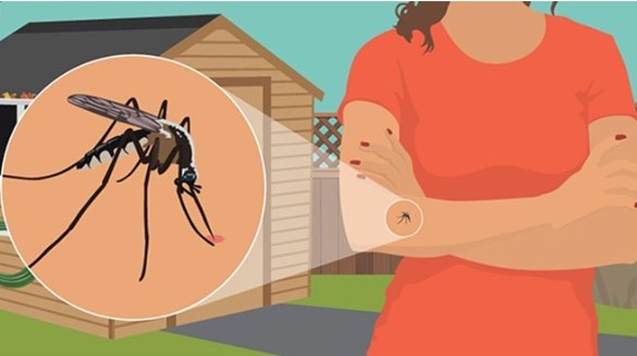 Cần tránh xa 4 màu quần áo này nếu không muốn bị muỗi đốt: Có một màu rất được ưa chuộng?