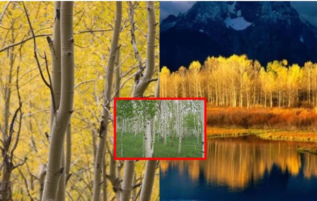 Loại cây sống lâu nhất thế giới, thọ 80.000 tuổi: Bị nghi tuổi thật là 1 triệu năm, nặng 6.600 tấn