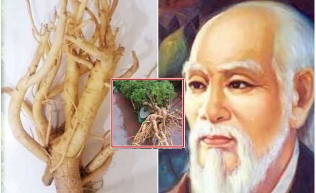 Loại cây cảnh có nhiều ở Việt Nam được danh y Hải Thượng Lãn Ông ví là 'nhân sâm của người nghèo'