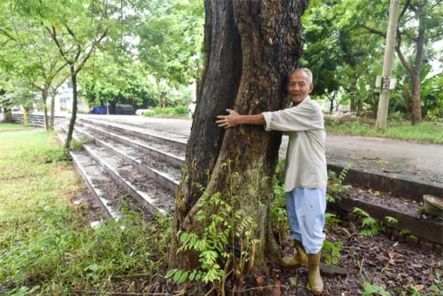 Cay-sua-hon-100-tuoi-khoi-vang-lo-thien-o-ha-noi-cao-khoang-15m-gia-60-ty-dong-nhung-khong-ban-17