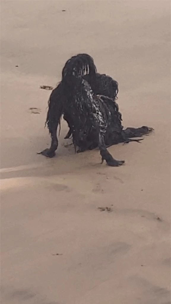 Khoảnh khắc "người ngoài hành tinh đen" xuất hiện trên bãi biển khiến 27 triệu người xem khiếp sợ - Ảnh 3.