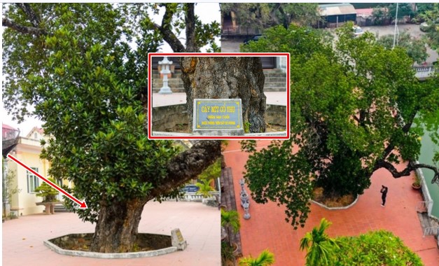 Cổ Loa có cây mít cổ thụ hơn 500 tuổi được trồng trên đất 'đế vương': Là cây di sản Việt Nam, thuộc top 'cao niên' nhất