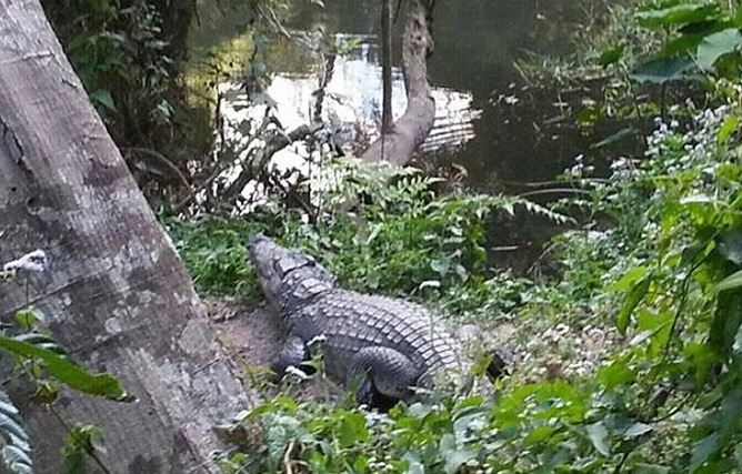 Người đàn ông thoát chết thần kỳ sau khi bị cá sấu tấn công, bí quyết sống sót khiến ai cũng rùng mình