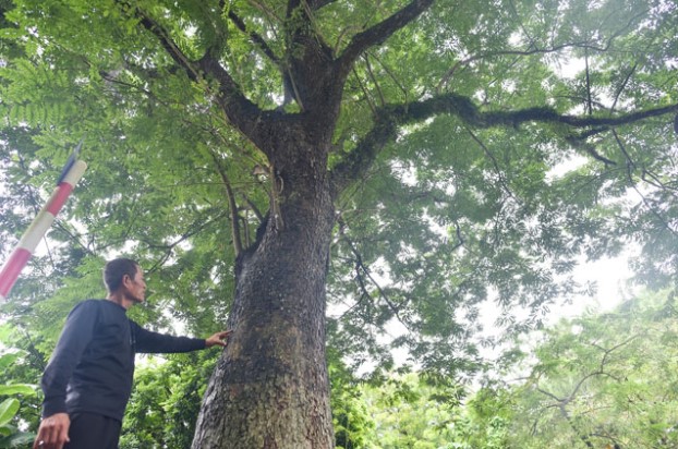 Cây sưa hơn 100 tuổi - khối vàng lộ thiên ở Hà Nội: Cao khoảng 15 m, giá 60 tỷ đồng nhưng không bán