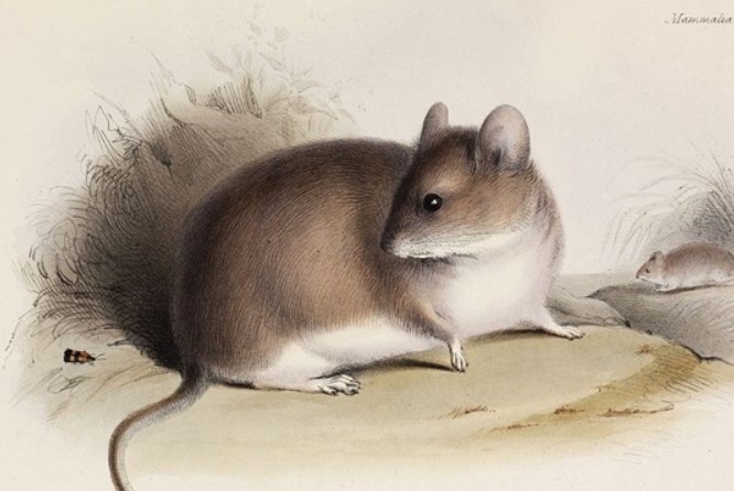 Phát hiện loài chuột duy nhất sống ở độ cao 6.700m: Nơi không có thực vật nào có thể tồn tại vì khắc nghiệt